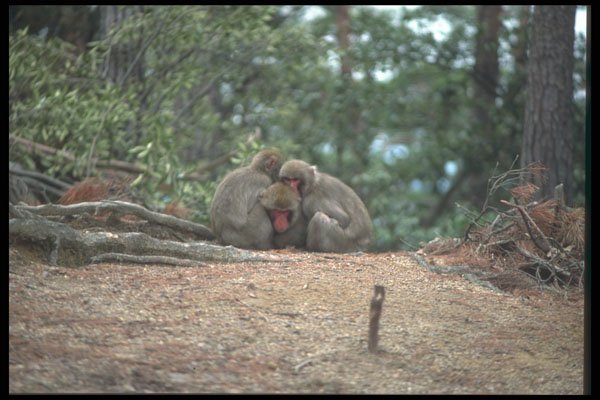 249064 Monkeys At Miyajima A4 Photo Print