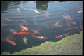 249065 Carp Pond, Arashiyama A4 Photo Print