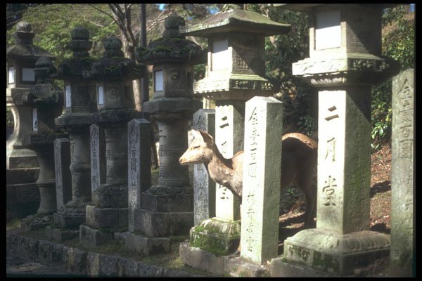 249078 Deer In Nara Park A4 Photo Print