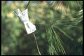 249081 A Wish A4 Photo Print