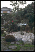 249090 A Friend's Garden, Wani A4 Photo Print