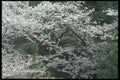 249092 Plum Blossoms Amidst Cherry Blossoms, Koriyama A4 Photo Print