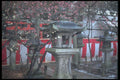 249096 Plum Blossom Festival, Kyoto A4 Photo Print