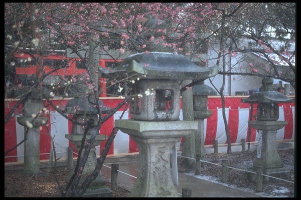 249096 Plum Blossom Festival, Kyoto A4 Photo Print