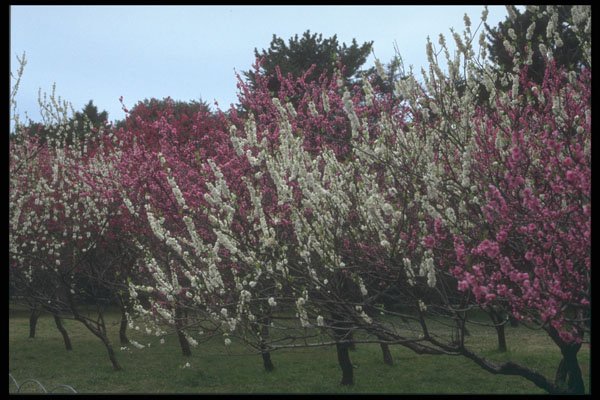 249098 Blossoms In Nara A4 Photo Print