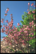 249099 Plum Blossoms, Osaka A4 Photo Print