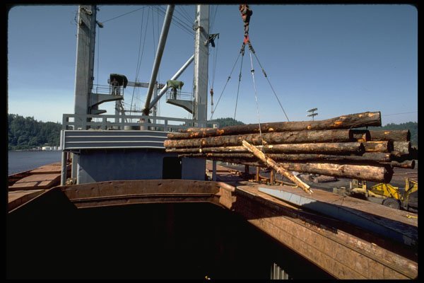 250040 Logs Hoisted Off Ship A4 Photo Print