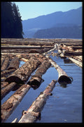 250044 Log Boom A4 Photo Print