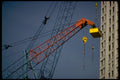 250052 Cranes A4 Photo Print