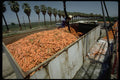 250064 Carrot Processing A4 Photo Print