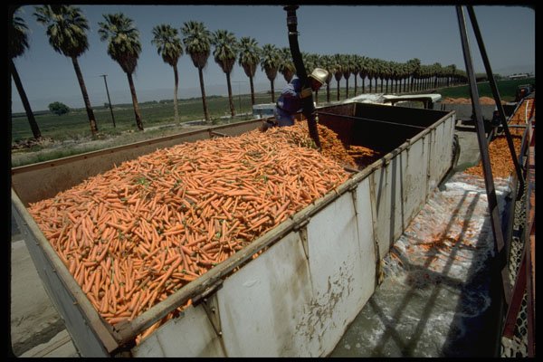250064 Carrot Processing A4 Photo Print