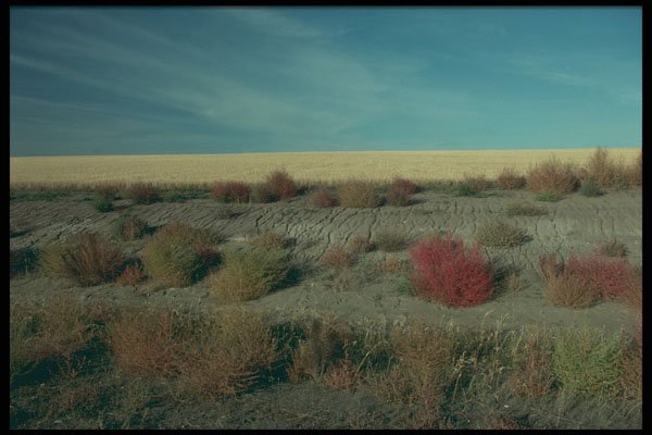 251011 Tumbleweed, Saskatchewan A4 Photo Print