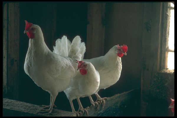 251033 Chickens A4 Photo Print
