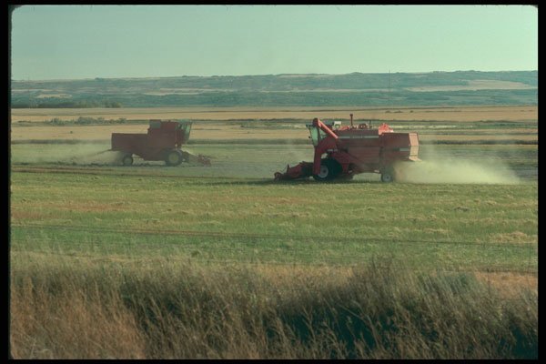 251041 Grain Harvesting, Alberta A4 Photo Print
