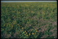 251050 Clover, Saskatchewan A4 Photo Print
