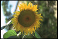 251057 Sunflower A4 Photo Print
