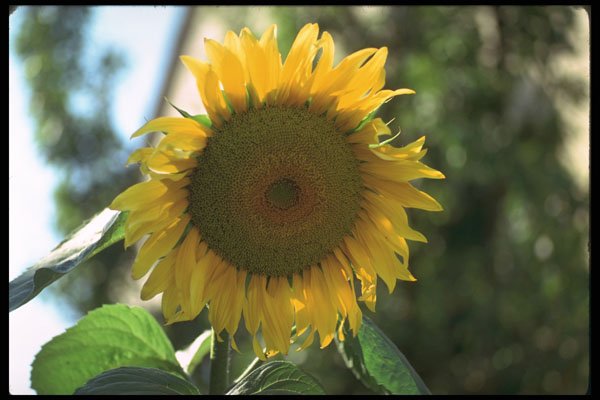 251057 Sunflower A4 Photo Print