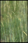 251060 Grain Head A4 Photo Print