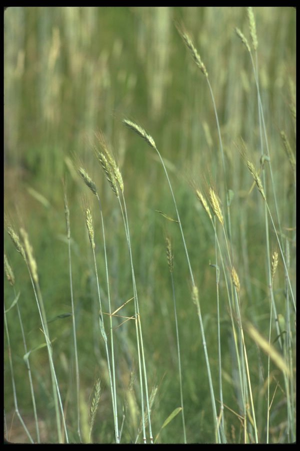 251060 Grain Head A4 Photo Print