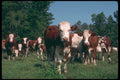251062 Beef Cattle A4 Photo Print