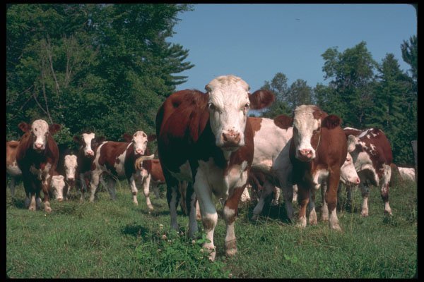 251062 Beef Cattle A4 Photo Print