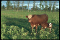 251063 Beef Cow And Calf A4 Photo Print