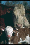 251064 Beef Cow And Calf A4 Photo Print