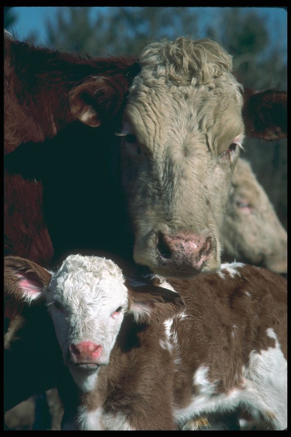 251064 Beef Cow And Calf A4 Photo Print