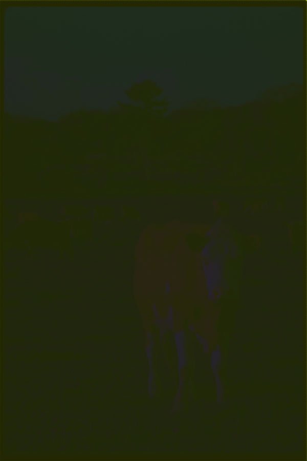 251065 Beef Cow A4 Photo Print