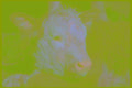 251066 Calf's Head A4 Photo Print