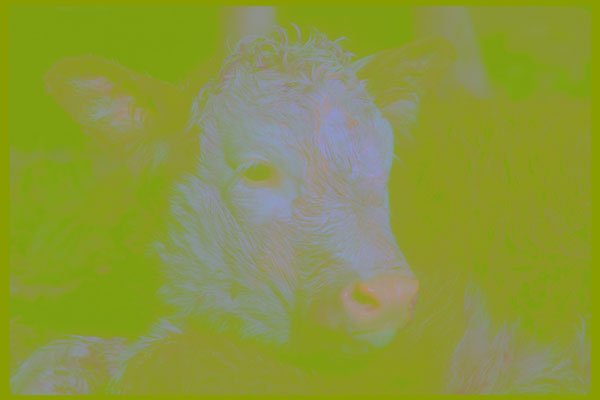 251066 Calf's Head A4 Photo Print