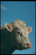 251067 Bull's Head A4 Photo Print
