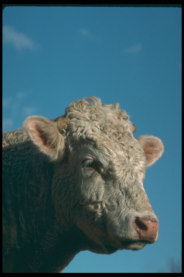 251067 Bull's Head A4 Photo Print