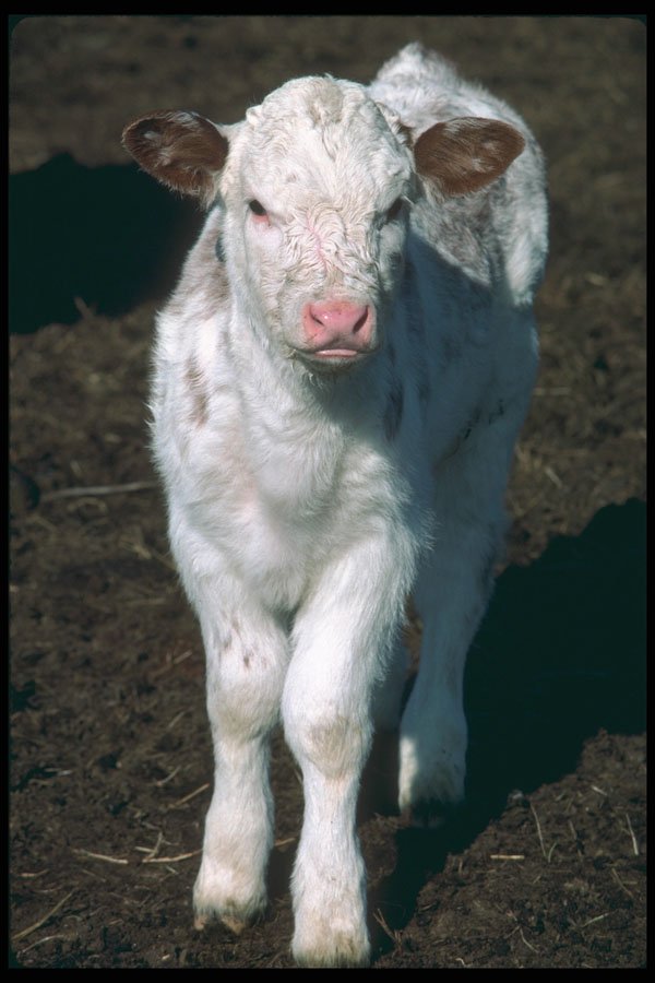 251068 Calf A4 Photo Print