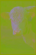 251069 Hereford Bull A4 Photo Print