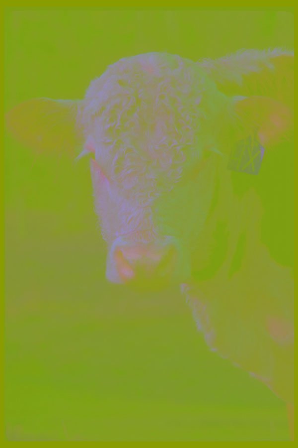 251069 Hereford Bull A4 Photo Print