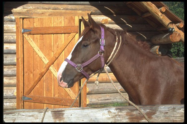 251070 Horse, Pemberton, BC A4 Photo Print