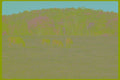 251071 Horses Grazing, Ottawa Valley A4 Photo Print