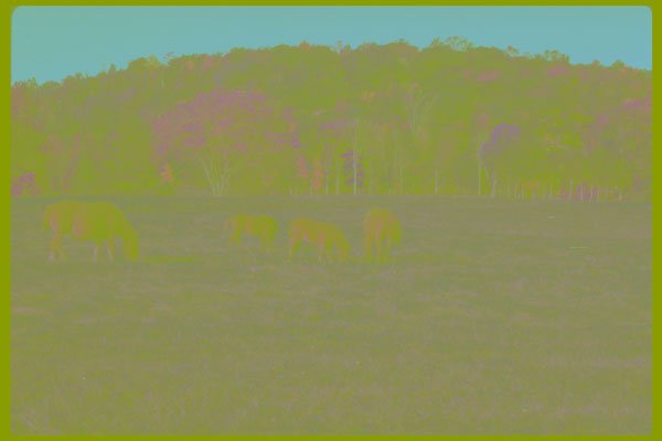 251071 Horses Grazing, Ottawa Valley A4 Photo Print