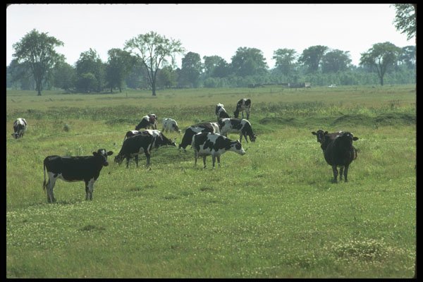 251072 Holstein Cows, Ottawa Valley A4 Photo Print