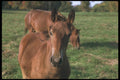 251073 Horses, Ottawa Valley A4 Photo Print