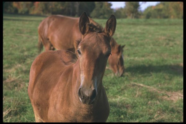 251073 Horses, Ottawa Valley A4 Photo Print