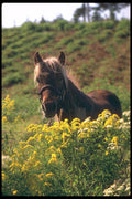 251082 Horse, Ottawa Valley A4 Photo Print