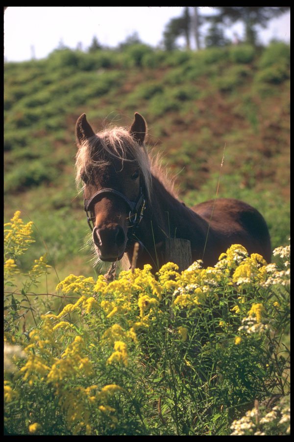 251082 Horse, Ottawa Valley A4 Photo Print
