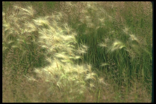 251083 Grasses, BC A4 Photo Print