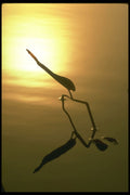 252001 Pickerelweed And Reflection A4 Photo Print