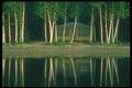 252003 Cottage Among The Birches A4 Photo Print