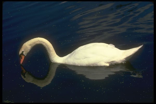 252004 The Swan A4 Photo Print