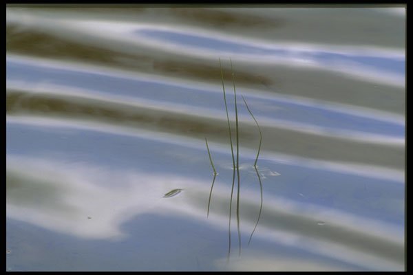 252009 Reeds And Water Abstract A4 Photo Print