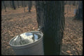 252023 Sap Bucket A4 Photo Print